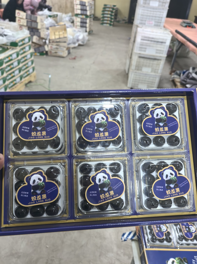 【精品】蛟龙果/树葡萄/珍宝果大量供应新鲜分拣各种包规格