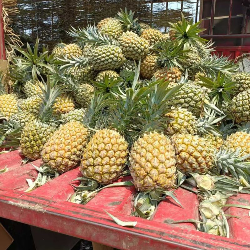 云南香水菠萝