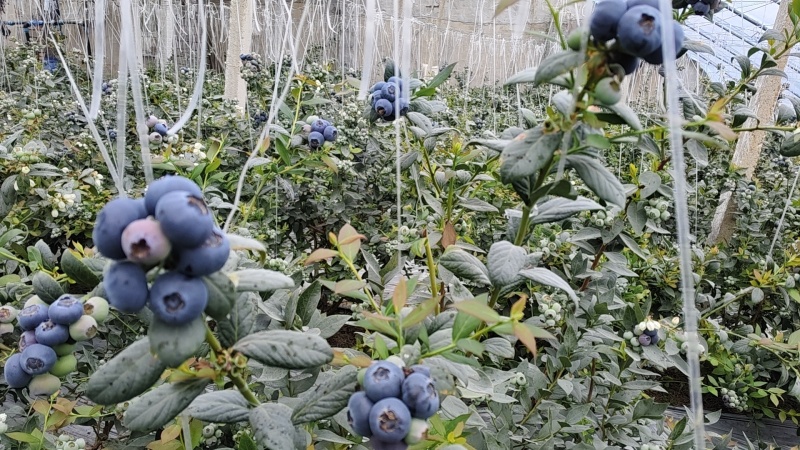 山东日照蓝莓
