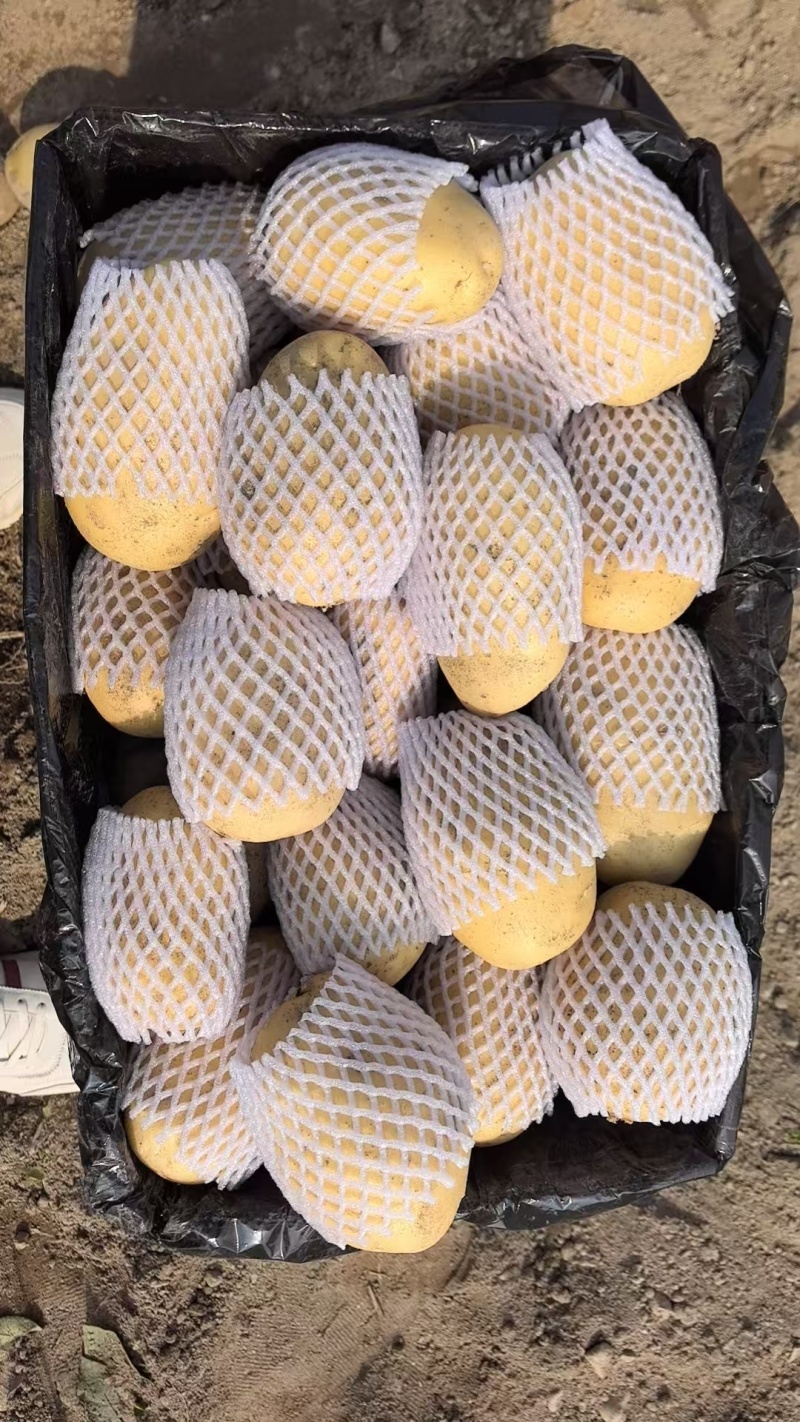 岐冠农业精品黄心土豆
