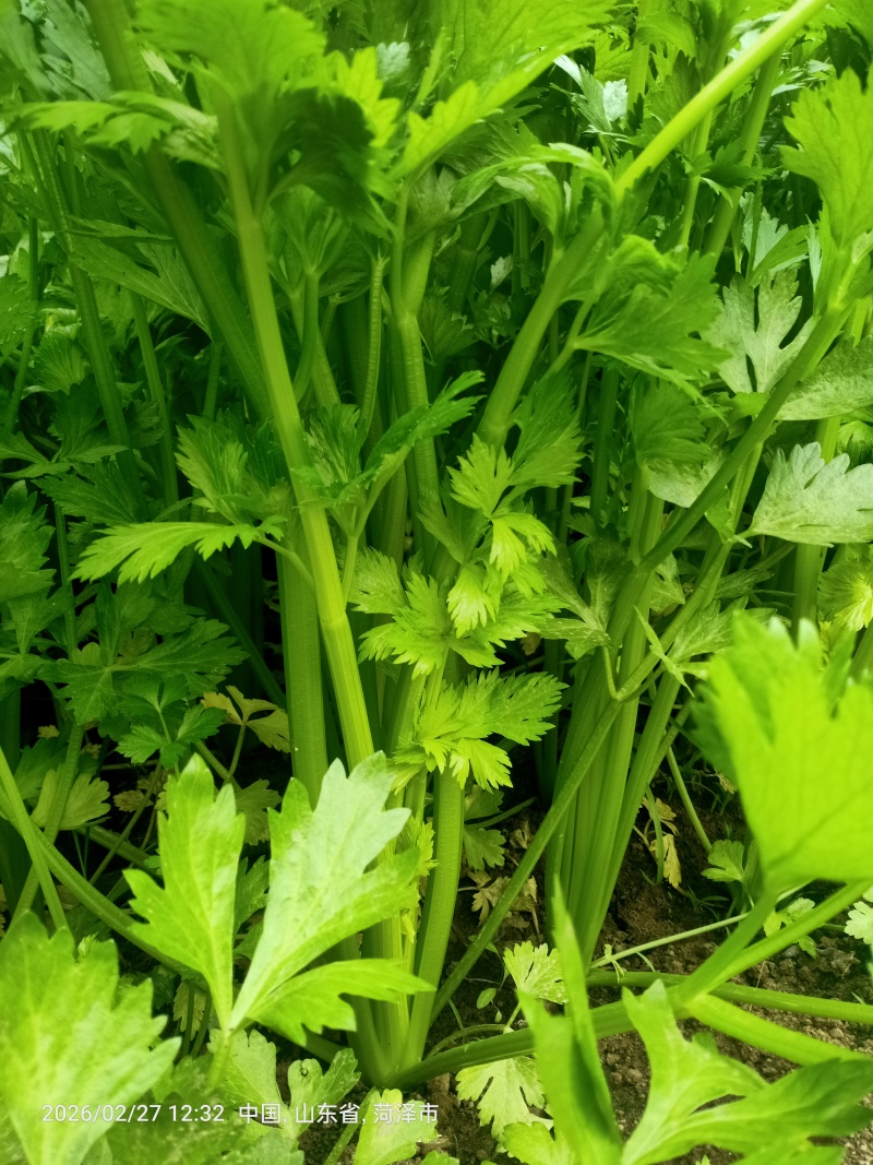 出售法国皇后西芹