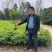 四季桂