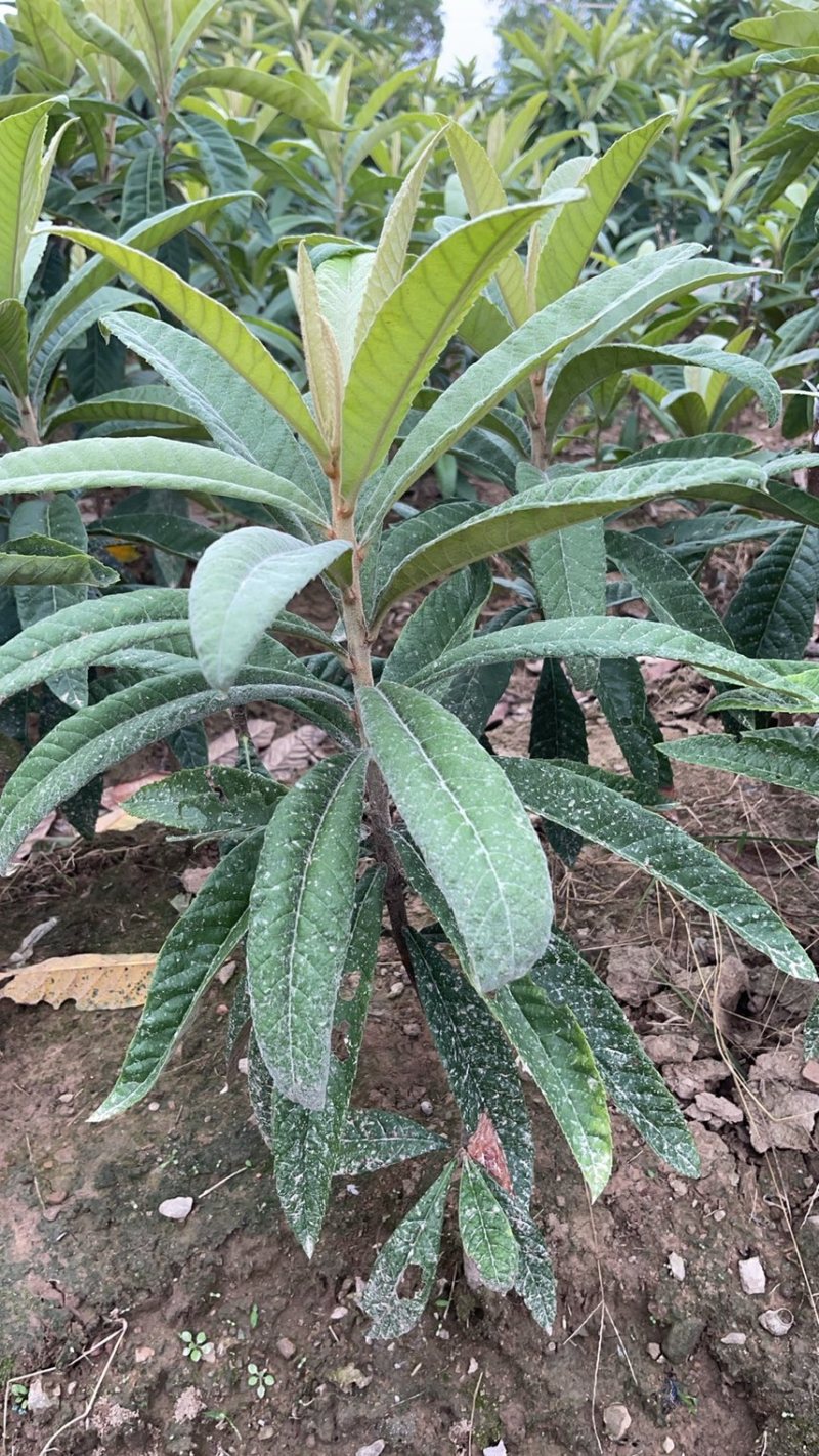 精品白枇杷果树