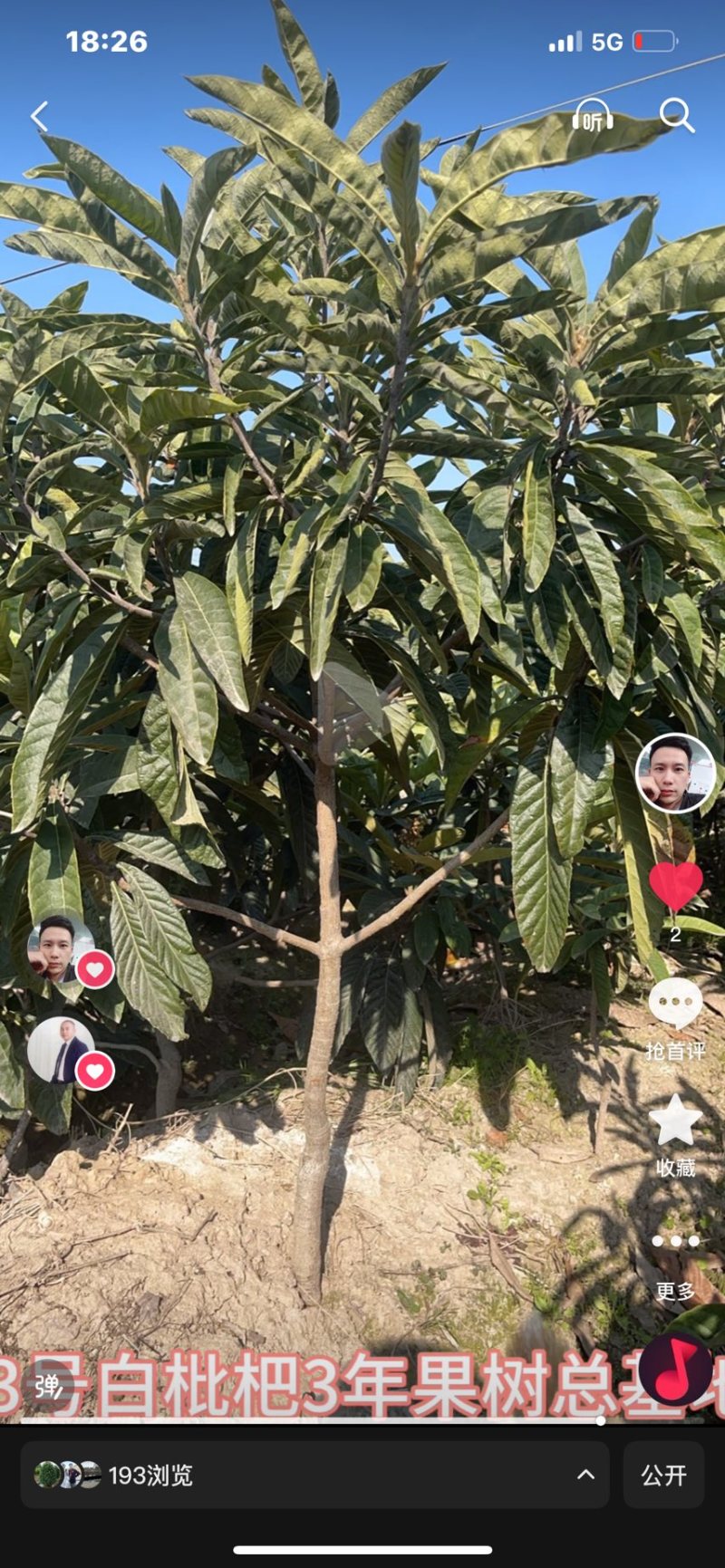 精品白枇杷果树