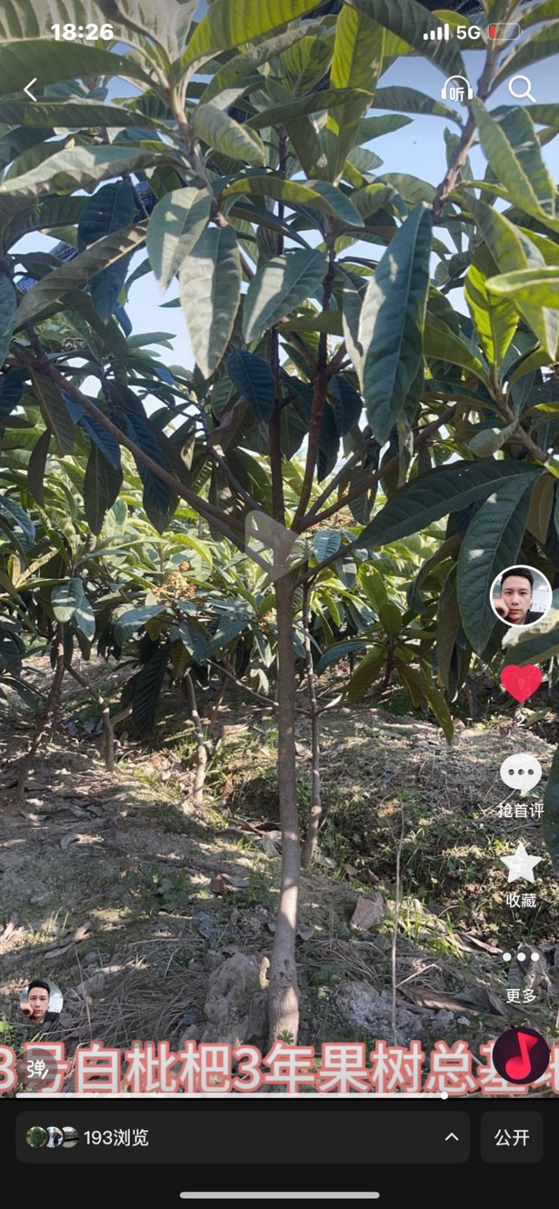 精品白枇杷果树