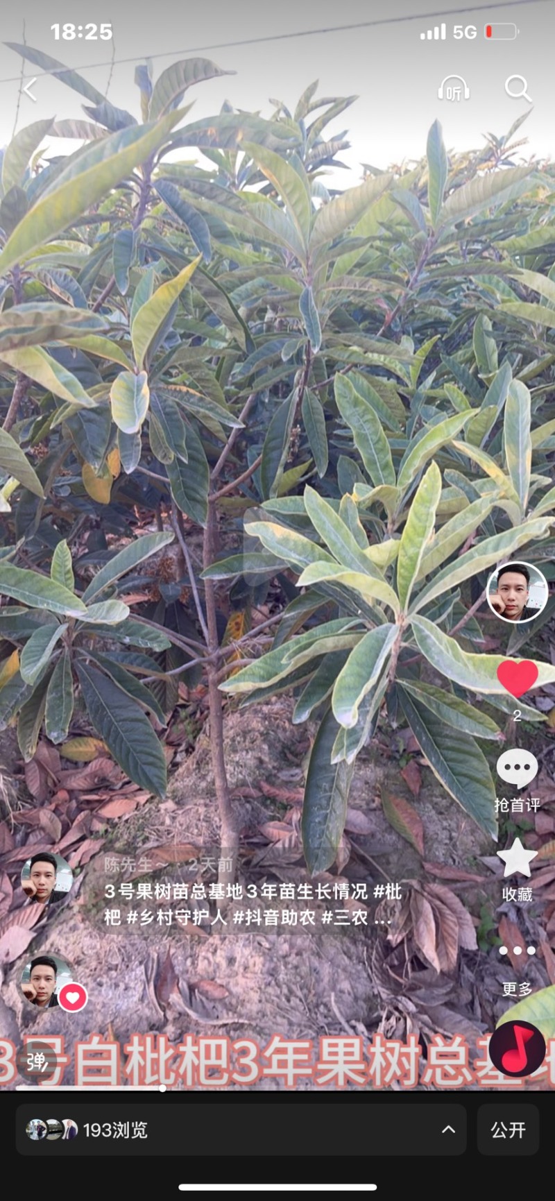 精品白枇杷果树