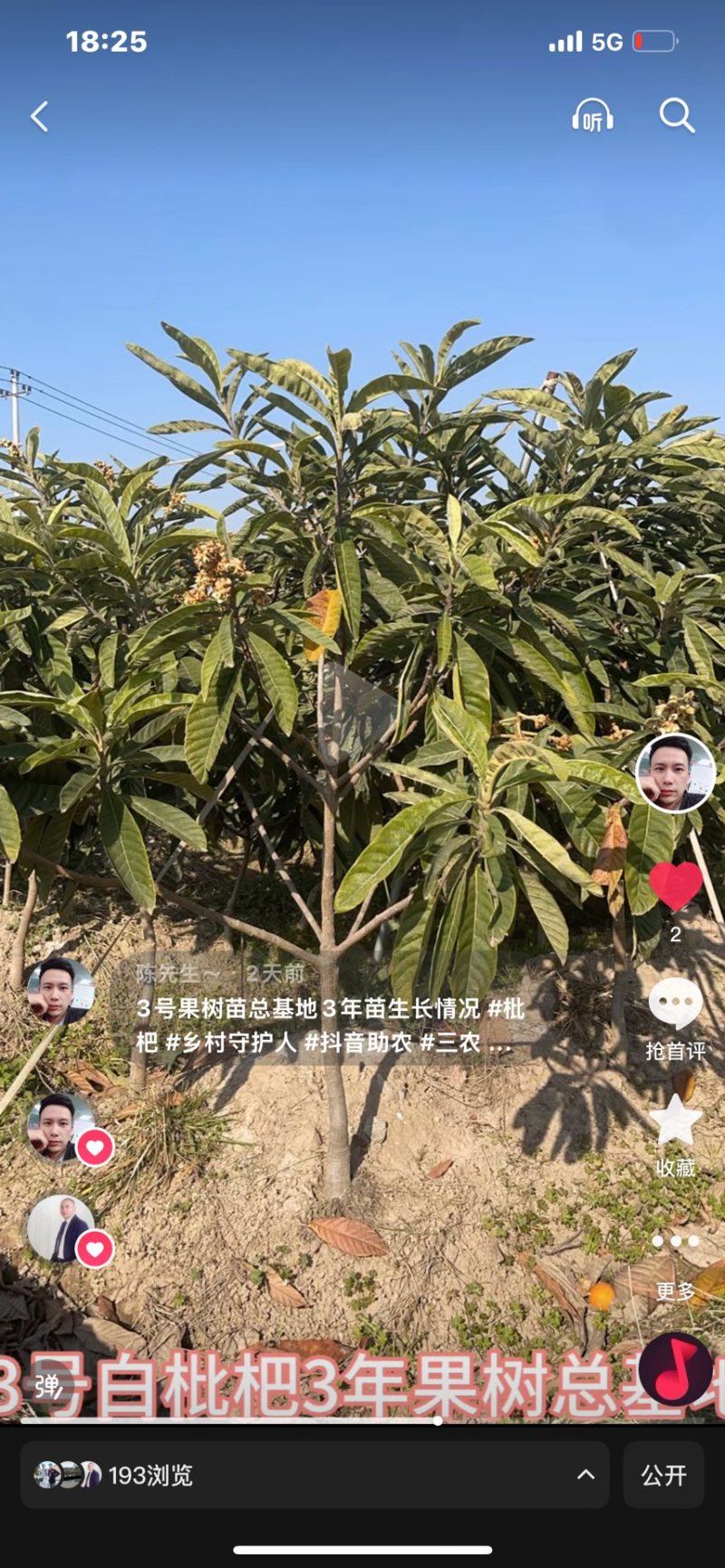精品白枇杷果树