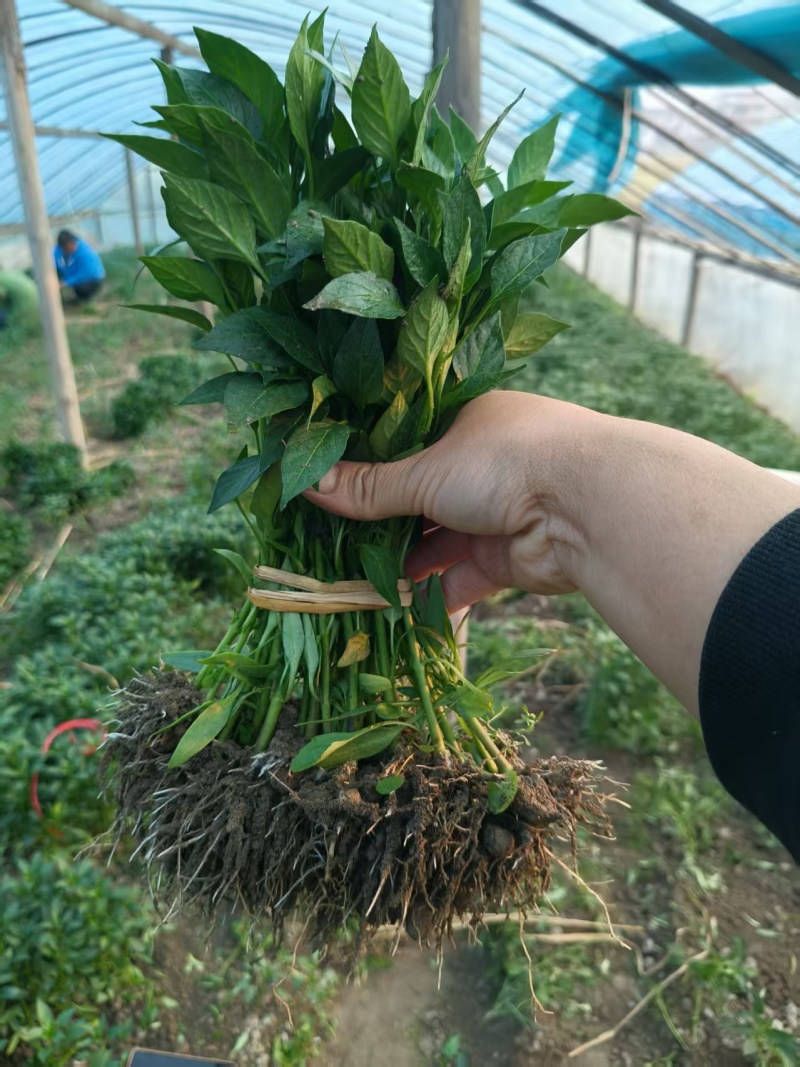 基地直供线椒苗，牛角椒苗，螺丝椒苗，朝天椒苗，七彩苗