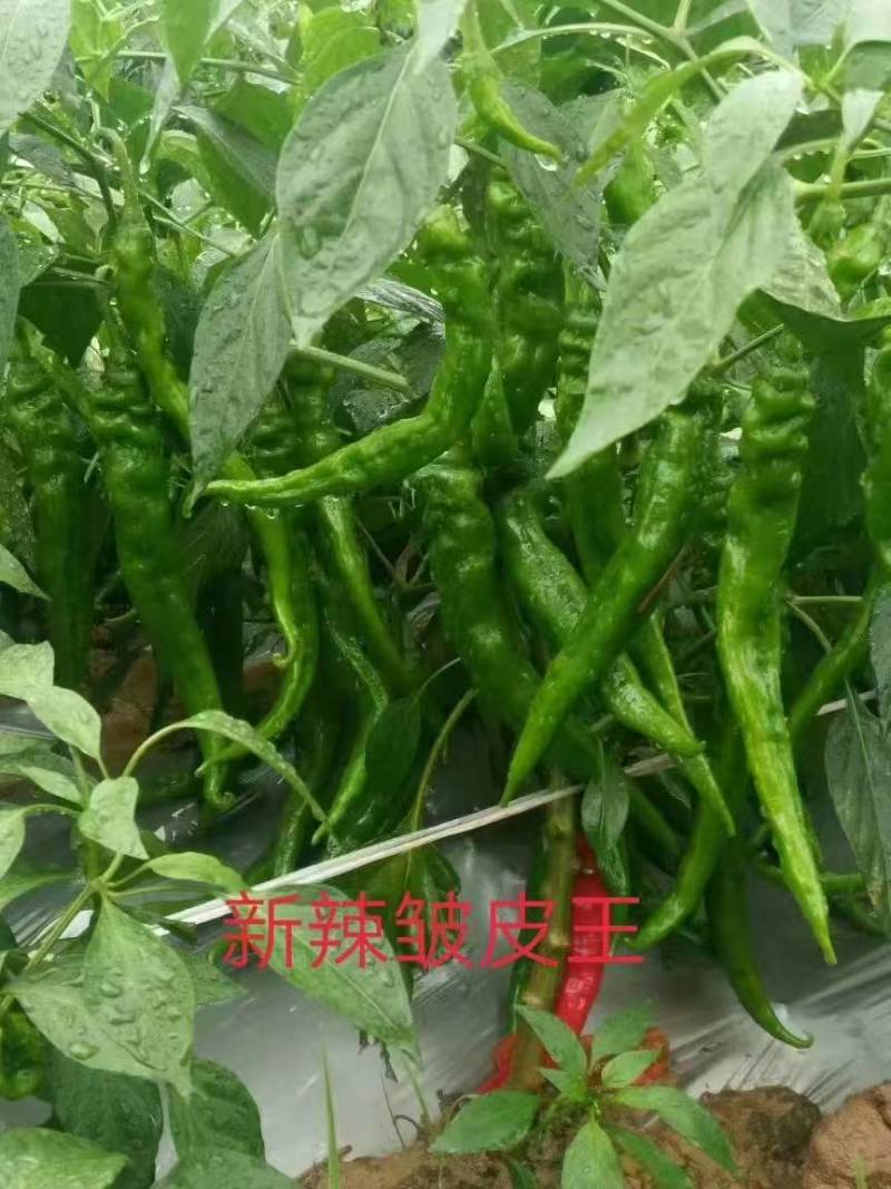 基地直供线椒苗，牛角椒苗，螺丝椒苗，朝天椒苗，七彩苗