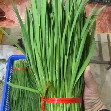 精品大棚韭菜
