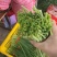 精品大棚韭菜
