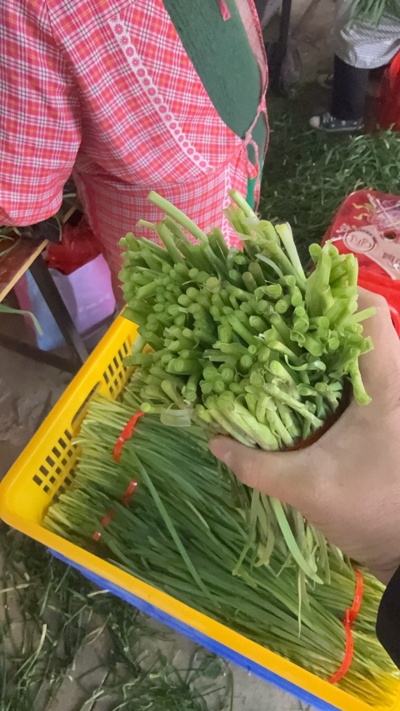 精品大棚韭菜