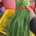 精品大棚韭菜