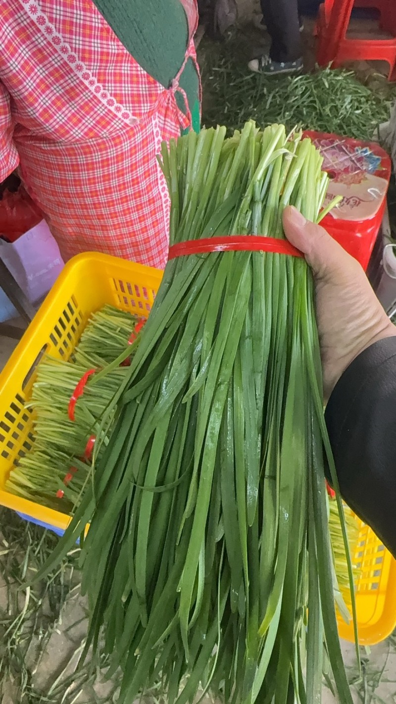 精品大棚韭菜