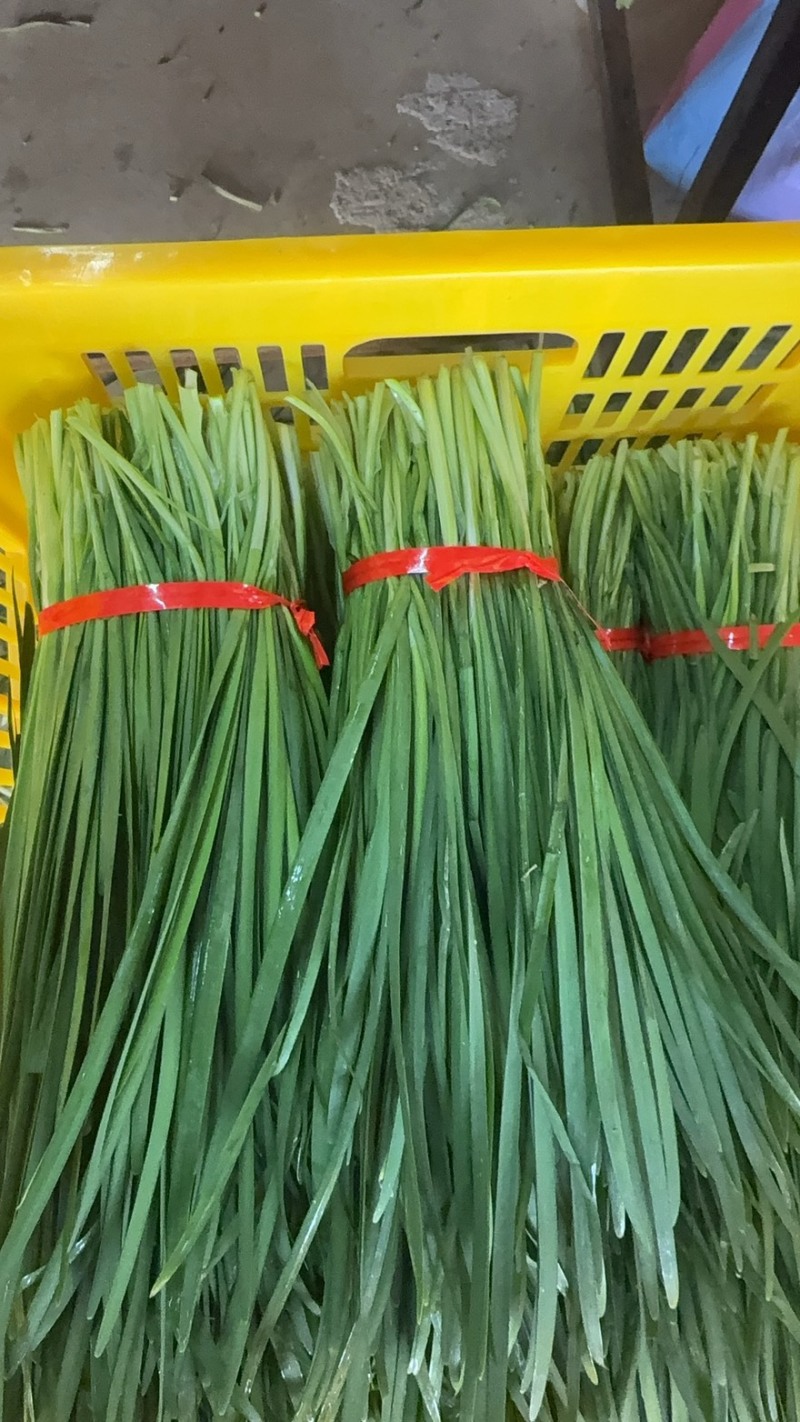 精品大棚韭菜
