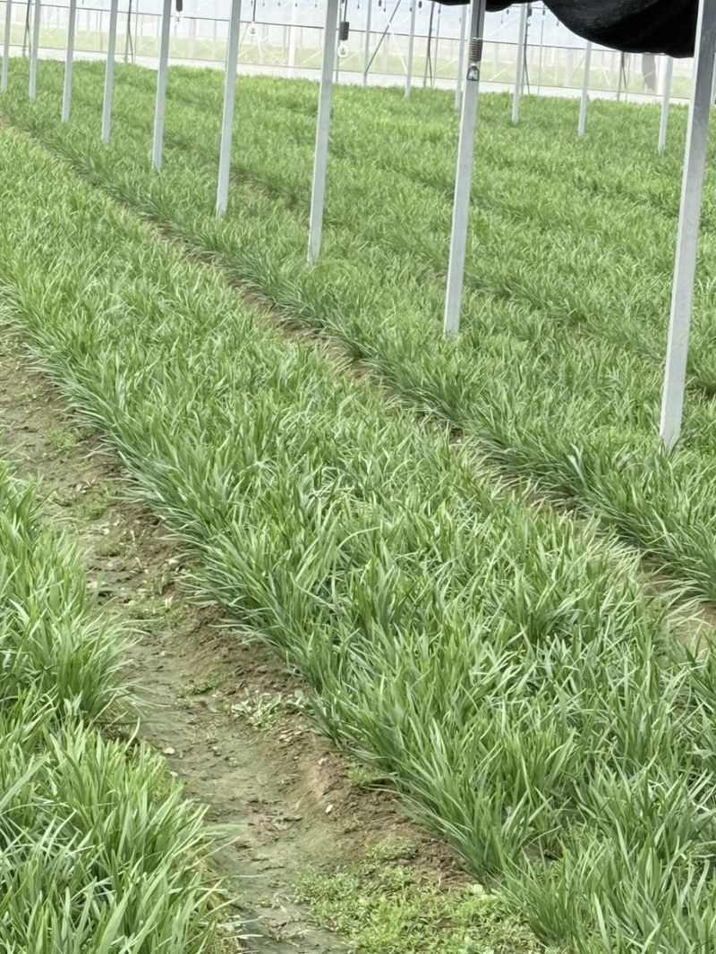 精品大棚韭菜
