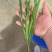 精品大棚韭菜