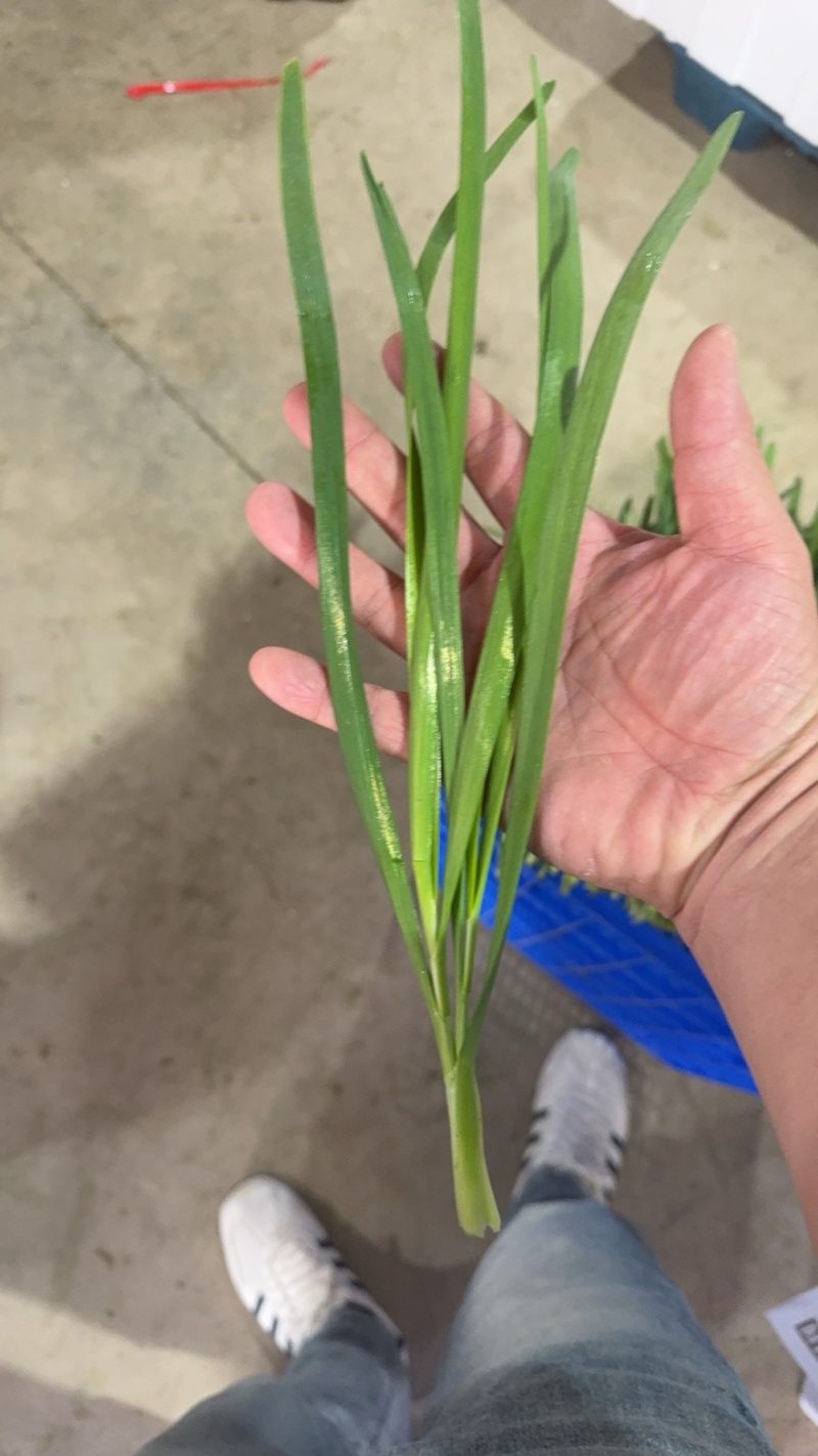 精品大棚韭菜