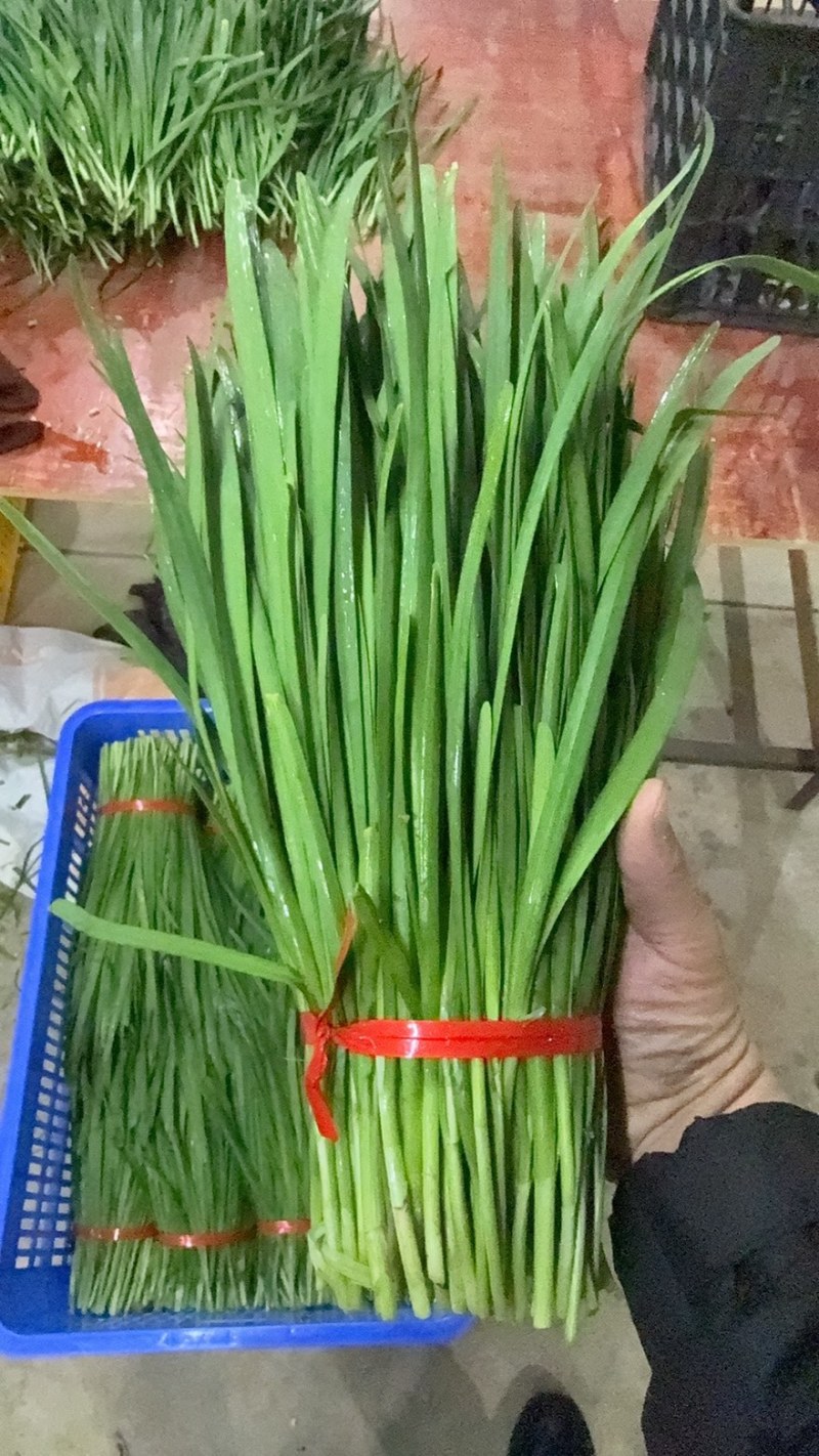 精品大棚韭菜