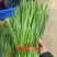 精品大棚韭菜