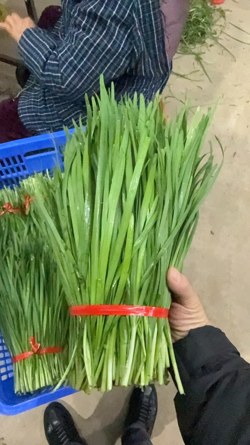 精品大棚韭菜