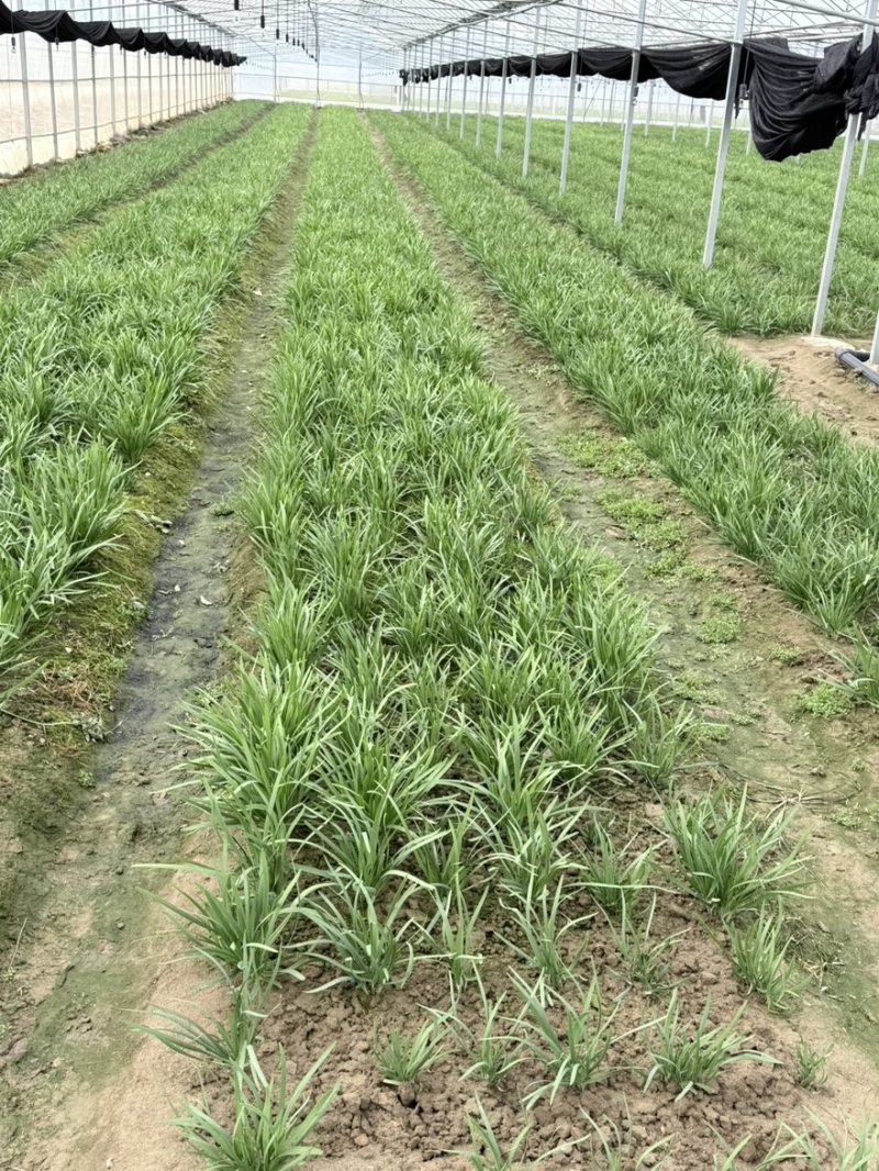 精品大棚韭菜