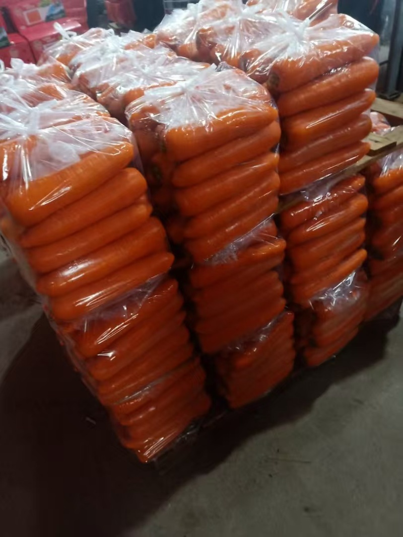 福建精品361胡萝卜大量上市全国发货欢迎咨询