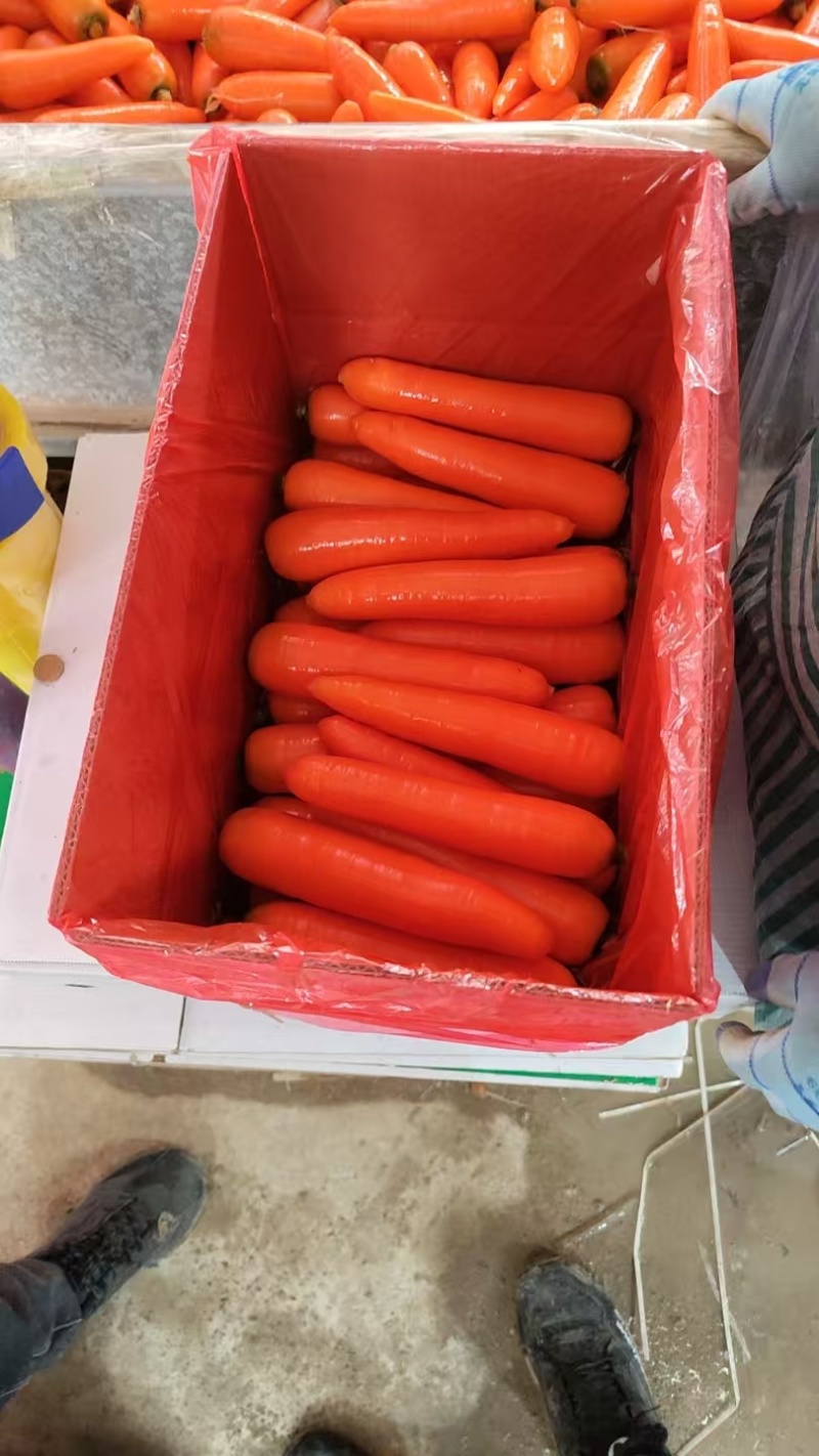 福建精品361胡萝卜大量上市全国发货欢迎咨询