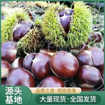 3113板栗苗山东、基地直供、现挖现发、量大从优。