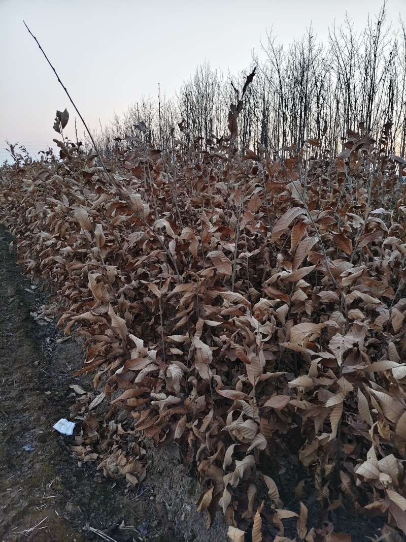 3113板栗苗山东、基地直供、现挖现发、量大从优。