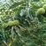 3113板栗苗山东、基地直供、现挖现发、量大从优。
