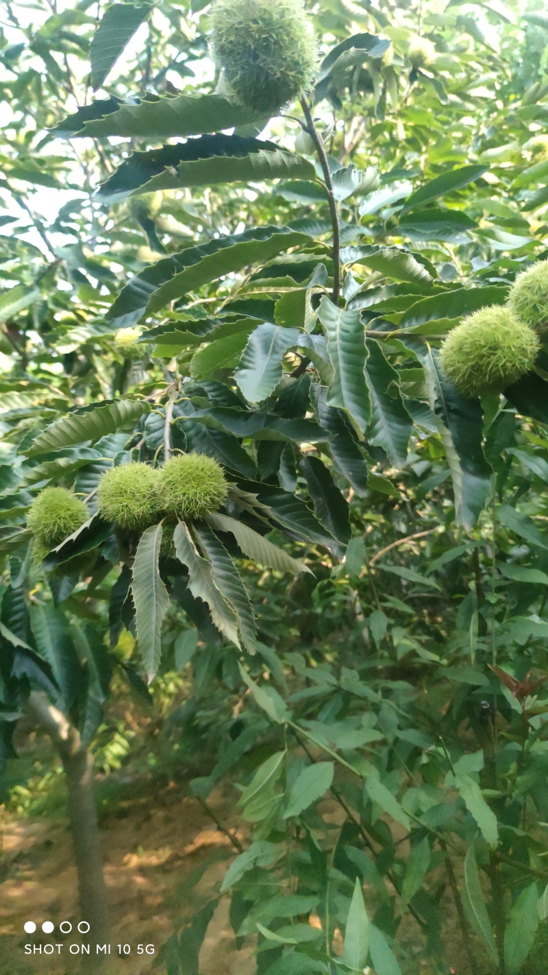 3113板栗苗山东、基地直供、现挖现发、量大从优。