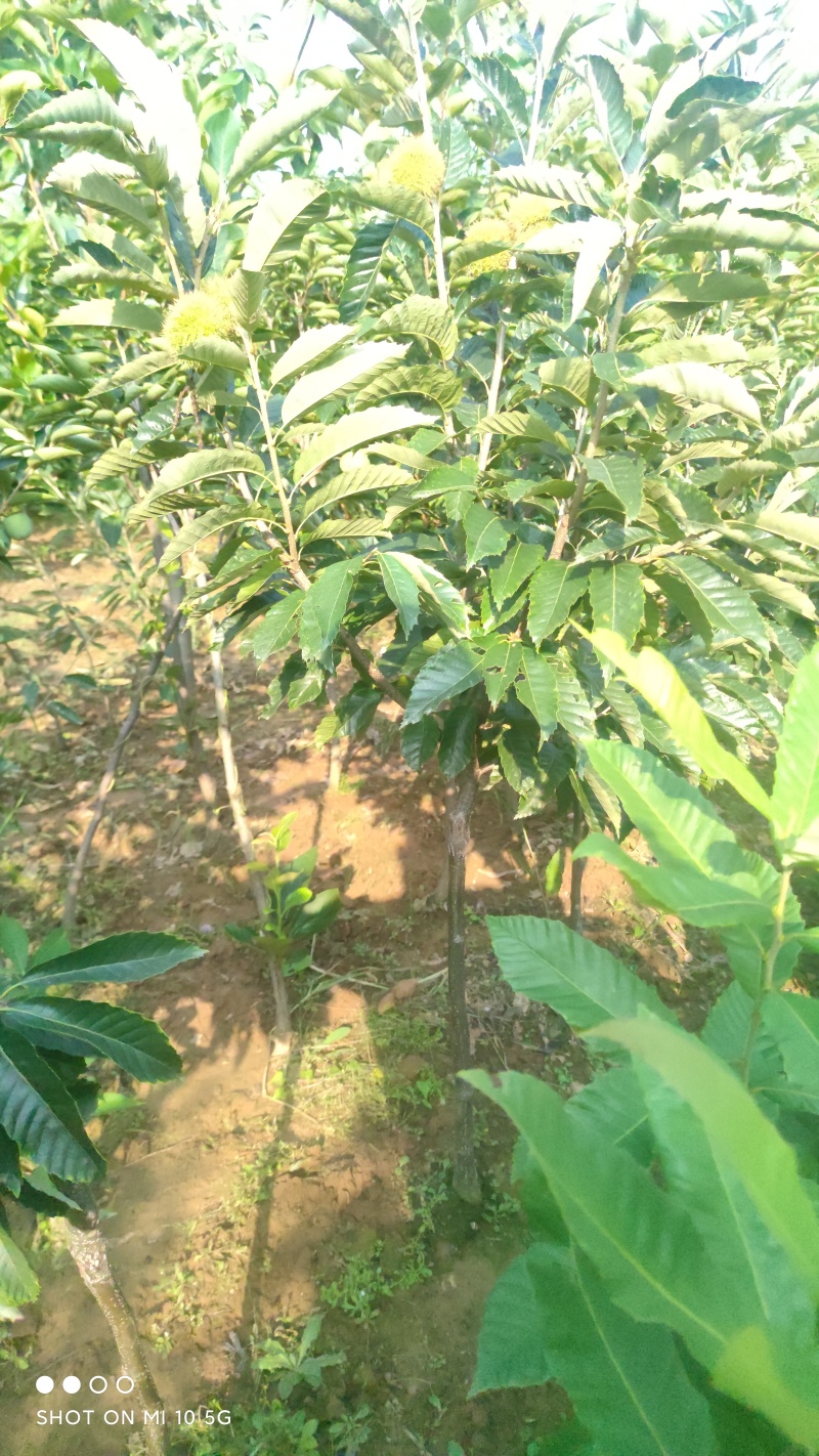 3113板栗苗山东、基地直供、现挖现发、量大从优。