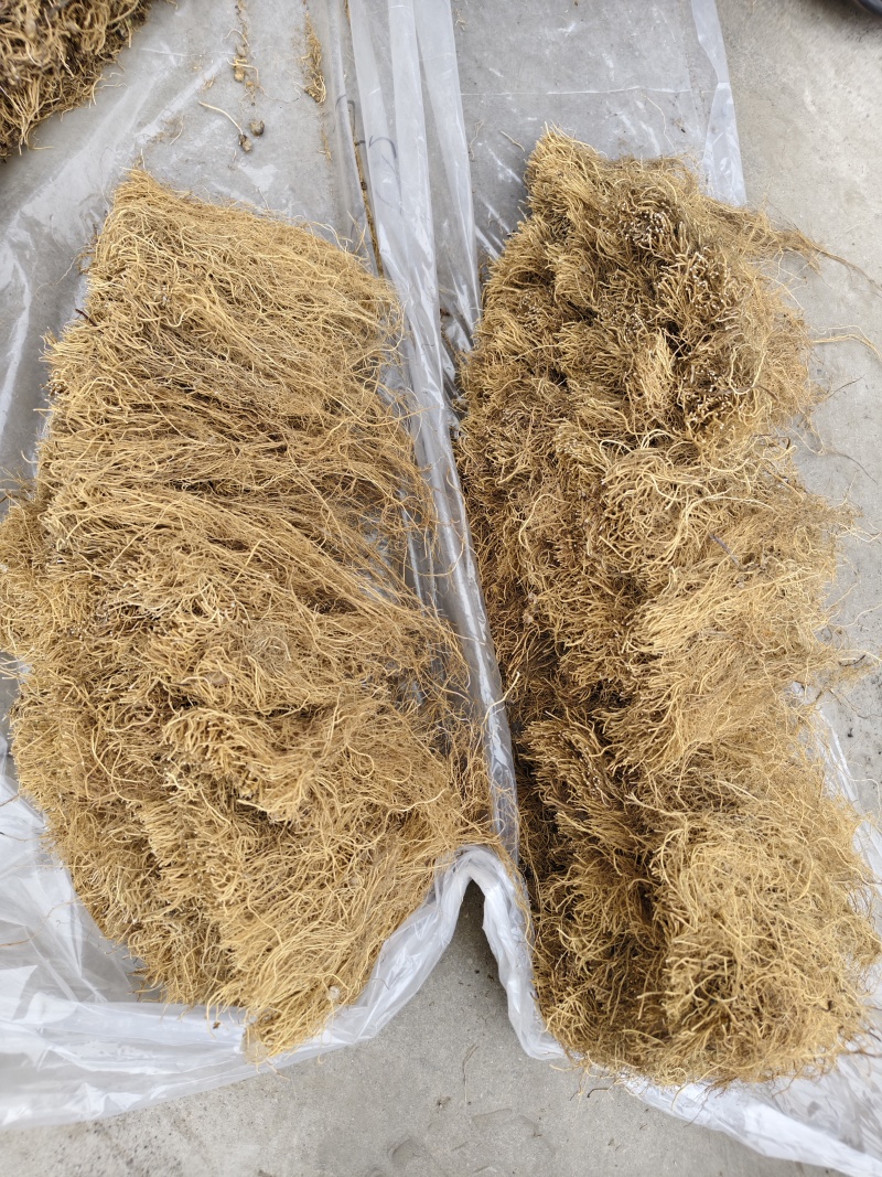 细辛辽细辛各种规格批发零售量大优惠