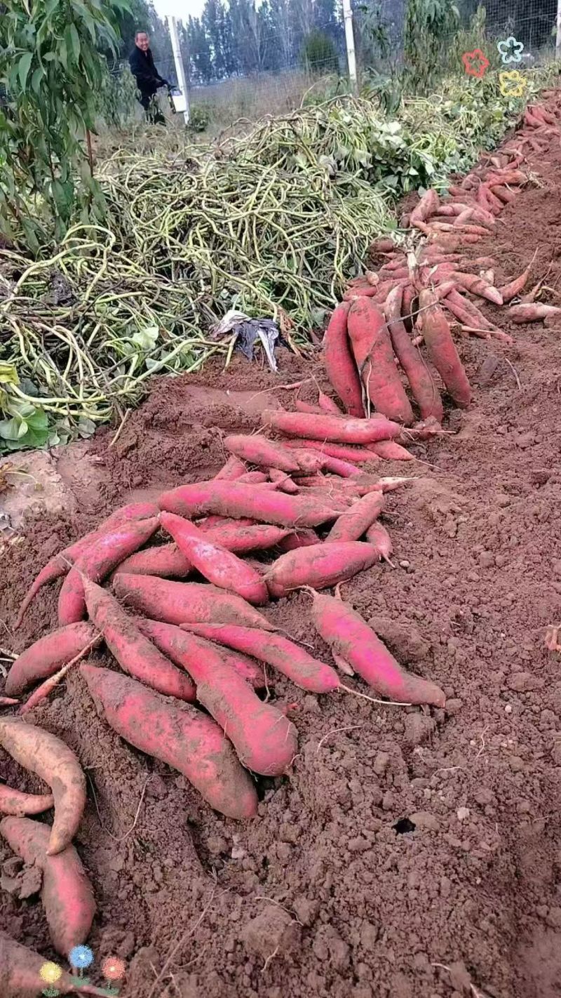 广东西瓜红蜜薯产地一手货源量大价优保质保量欢迎联系看货
