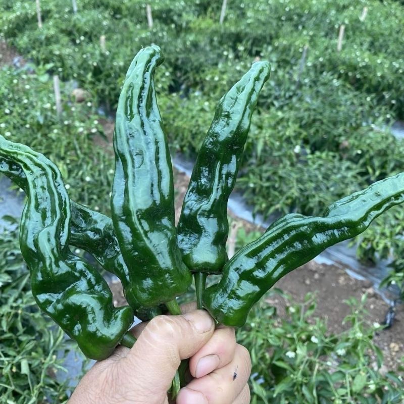 江苏精品皱皮椒质量有保障适合店商超市加工市场欢迎联系