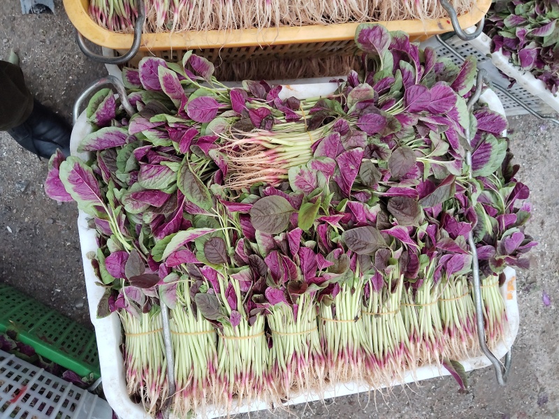 红苋菜