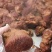 熟牛肉熟牛腱子肉，现卤现发口味非常好。支持样品发货库存充足