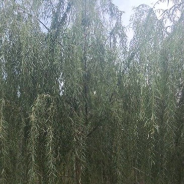 垂柳嫁接垂柳苗圃直供大量有货可对接工程绿化，开发商等