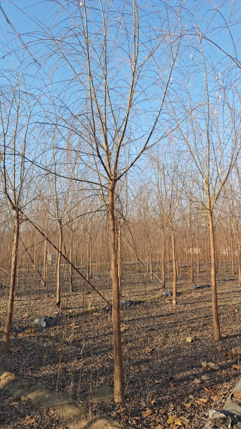 垂柳嫁接垂柳苗圃直供大量有货可对接工程绿化，开发商等