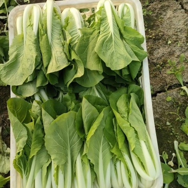 青菜小白菜种植基地直发物美价廉