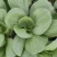 青菜小白菜种植基地直发物美价廉