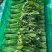 青菜小白菜种植基地直发物美价廉