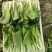 青菜小白菜种植基地直发物美价廉