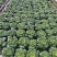 青菜小白菜种植基地直发物美价廉