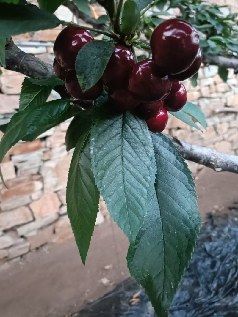 水果**大连樱桃