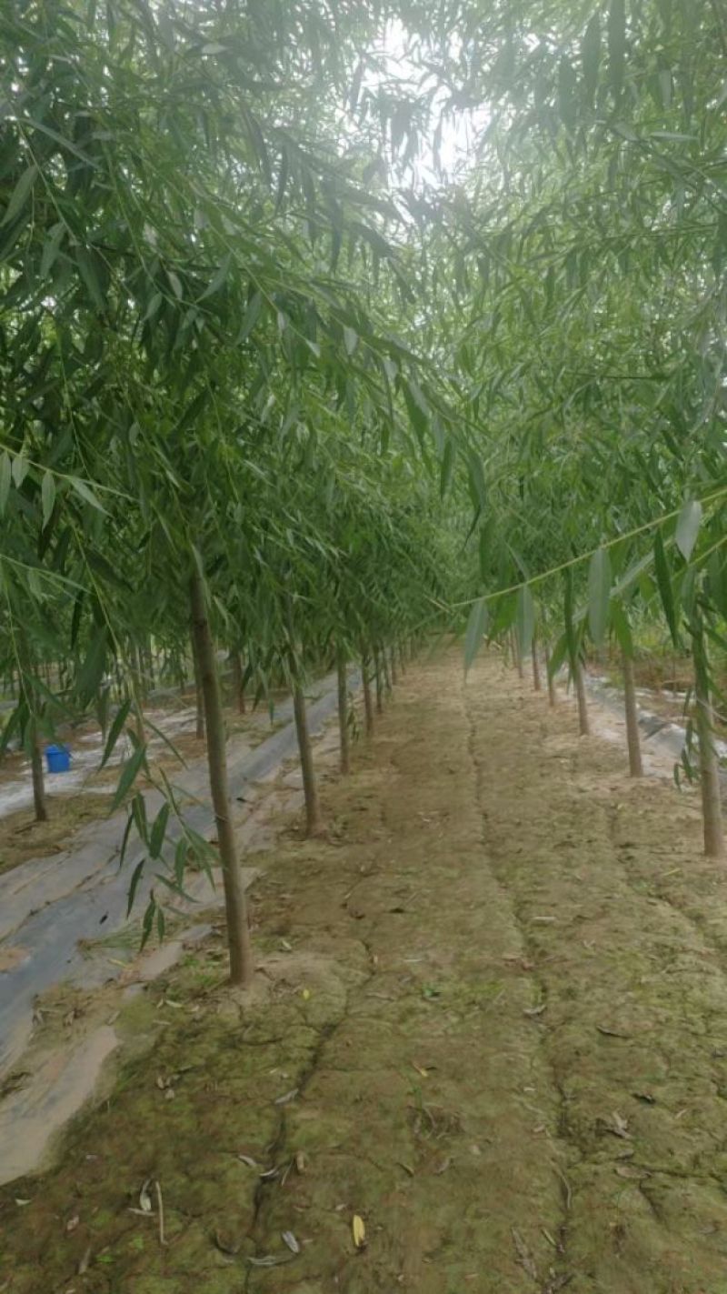 旱柳速生柳3公分8公分各种规格都有产地直供大量