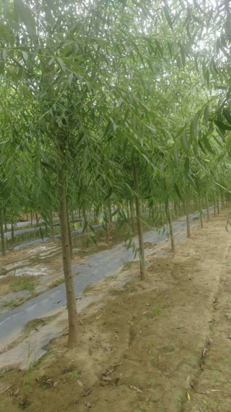 旱柳速生柳3公分8公分各种规格都有产地直供大量