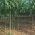 旱柳速生柳3公分8公分各种规格都有产地直供大量