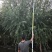 旱柳速生柳3公分8公分各种规格都有产地直供大量